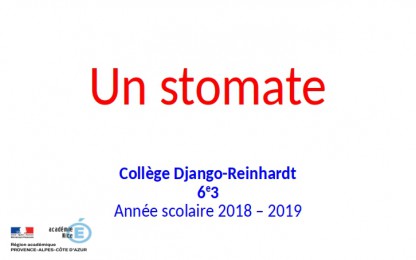 Cellules stomatiques