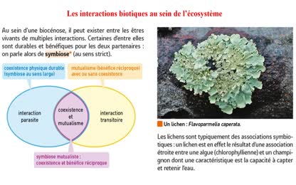 symbiose