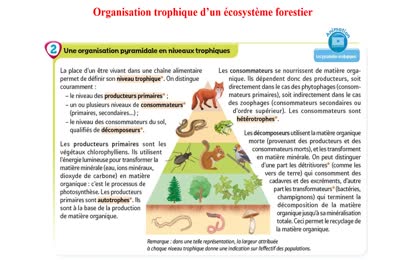 reseau trophique