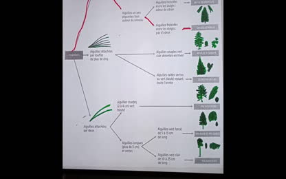 Projet loup interdisciplinaire Partie 1