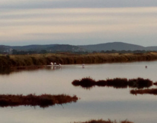 Renaturation Renaturation